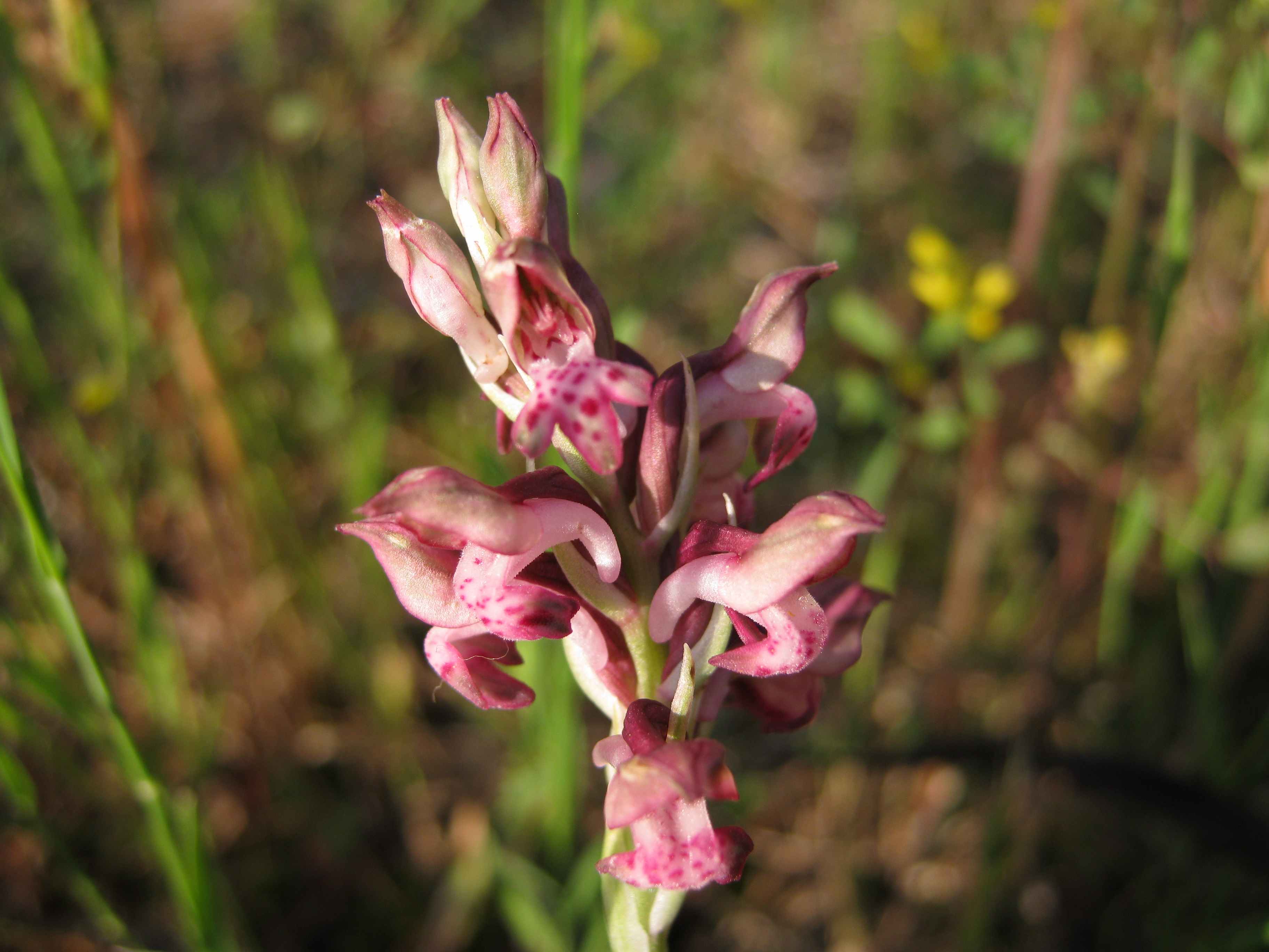 Anacamptis coriophora subsp. fragrans